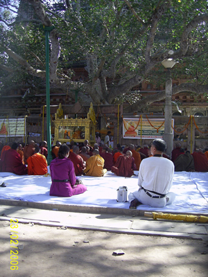 Дерево Бодхи.jpg