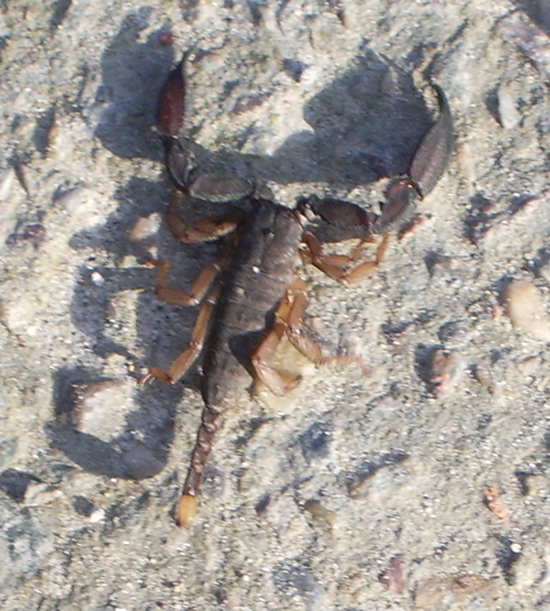 Eto torjestvennaya visadka na asfalt. On ochen bistro begaet, hotya jutko starii.