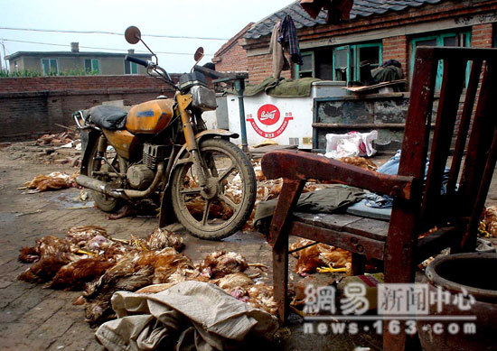 carcasses are thrown everywhere