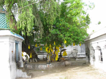 Дерево с жёлтыми мешочками в которых лежат кобры.