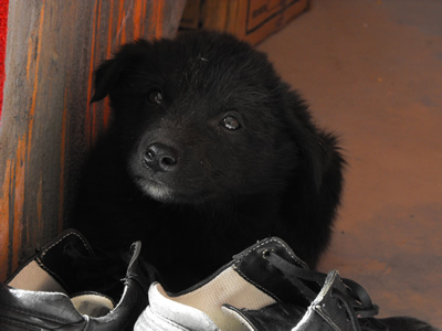 Мой маленький друг на моих ботинках.