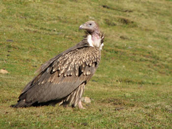 Гриф. В близи они огромны. А когда видишь, как они терзают трупы животных, то возникает странное чувство незыблемого торжества смерти над всем живущим.