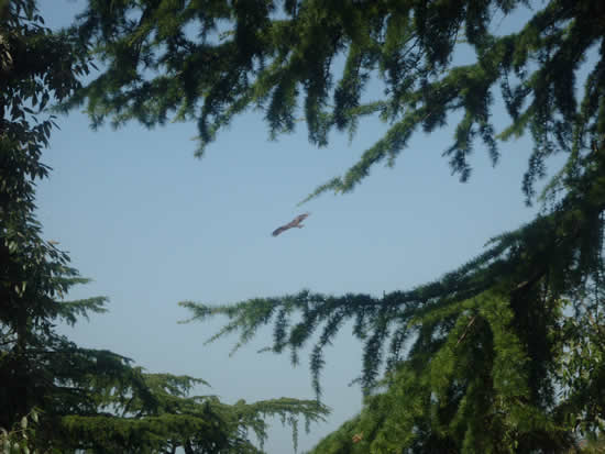 Неотъемлемая часть неба Дхарамсалы - Орлы. :-)