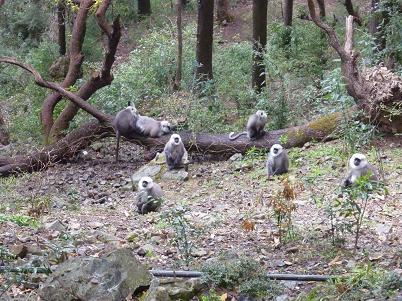 Обезьянки - вегетарианцы!!!