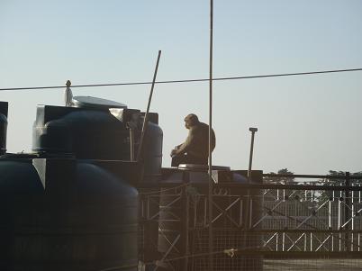 Неторопливый "Бибигон" на утренних гигиенических процедурах на крыше гостиницы -:))))