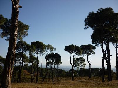 Могучие сосны с красивыми кронами на закате дня -:))))))